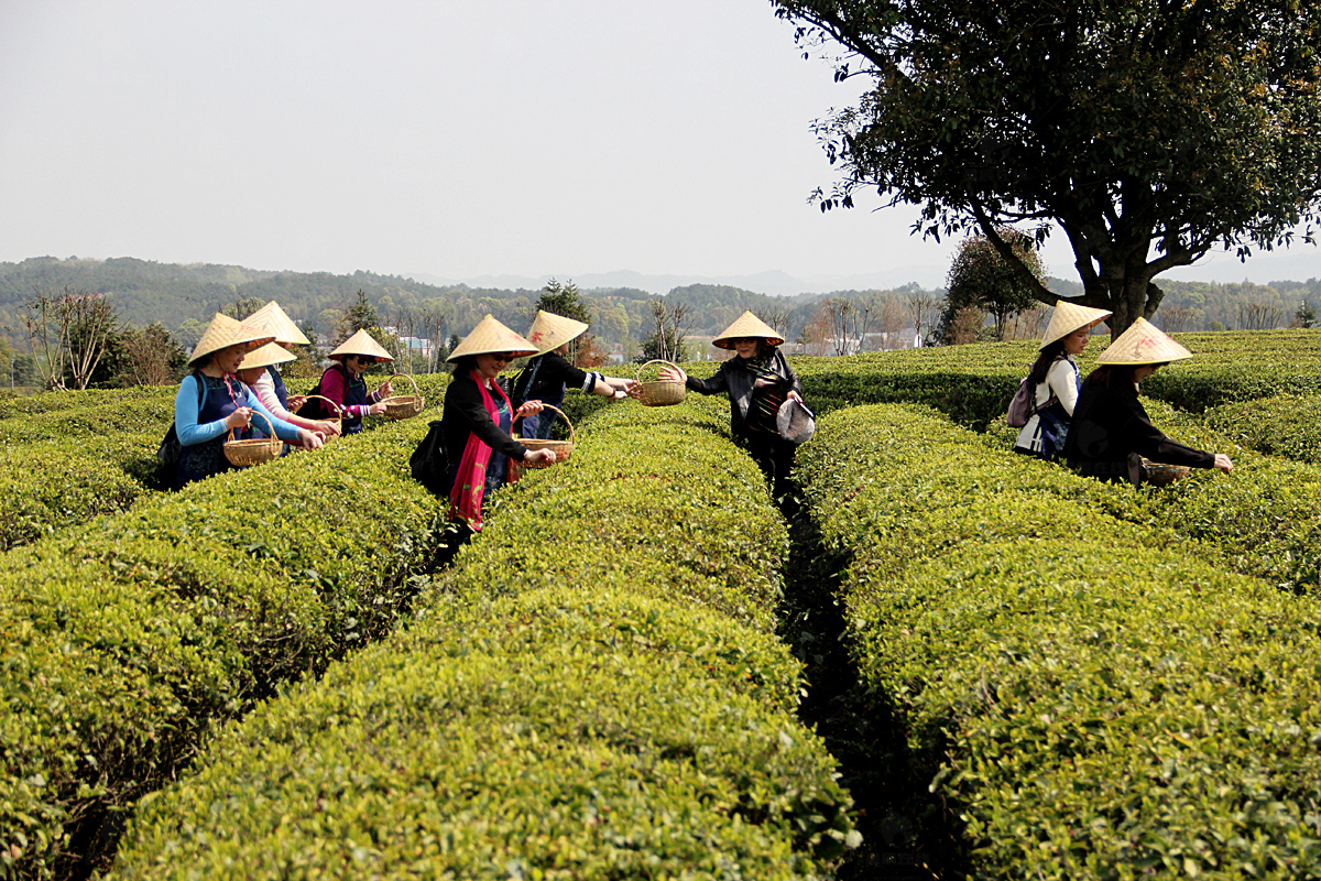 江苏富硒茶供应