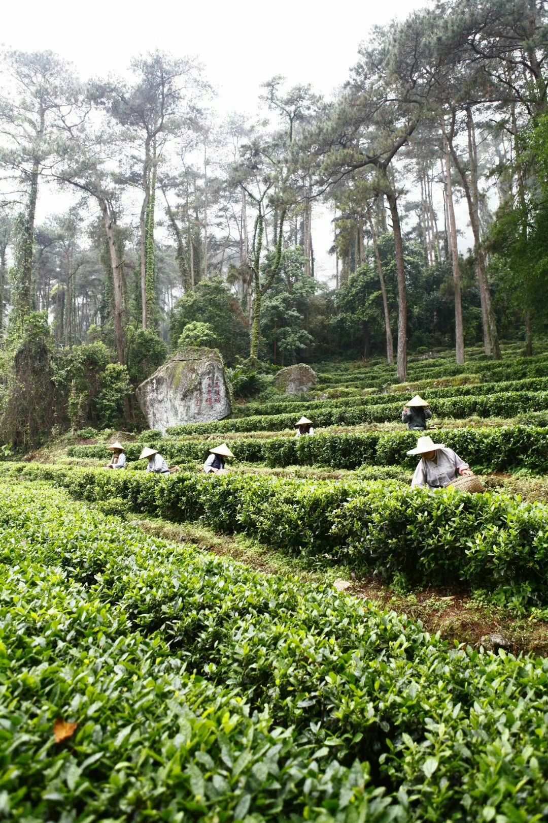 江苏富硒茶供应