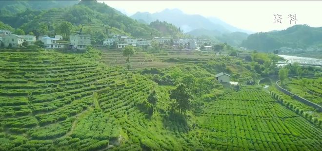 安康富硒银针茶