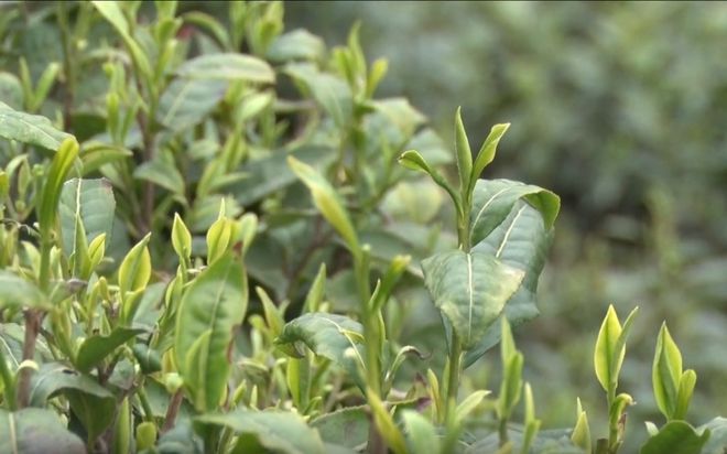 安康富硒银针茶