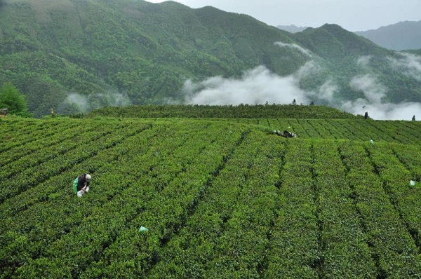 高山富硒野放茶