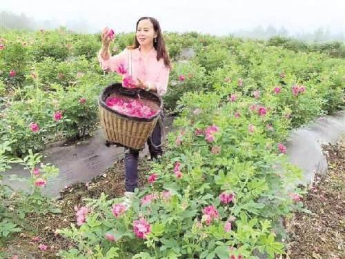 吴江富硒玫瑰茶