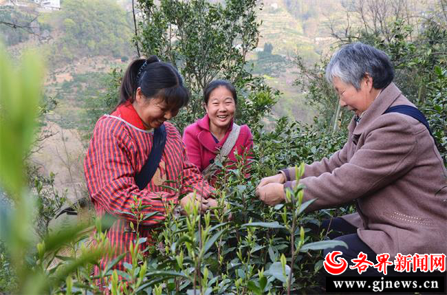 富硒茶加工视频