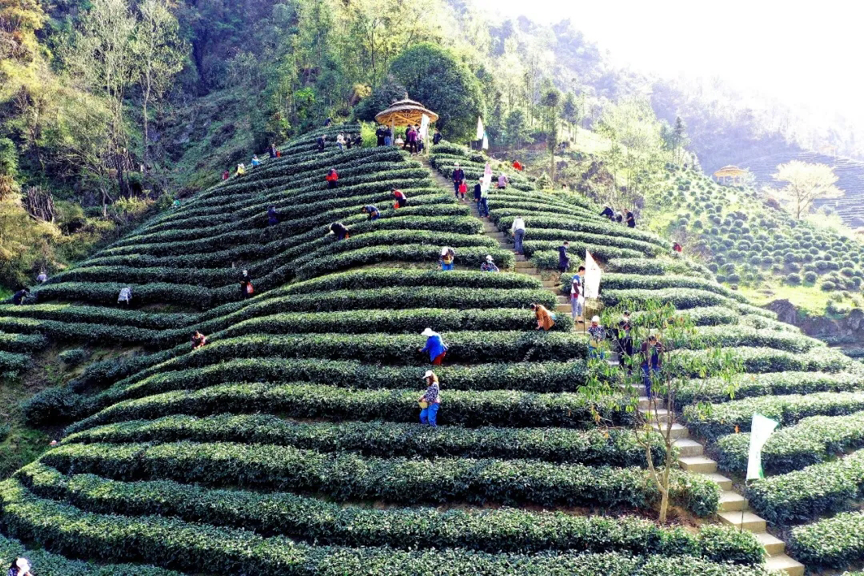 安康富硒茶之旅
