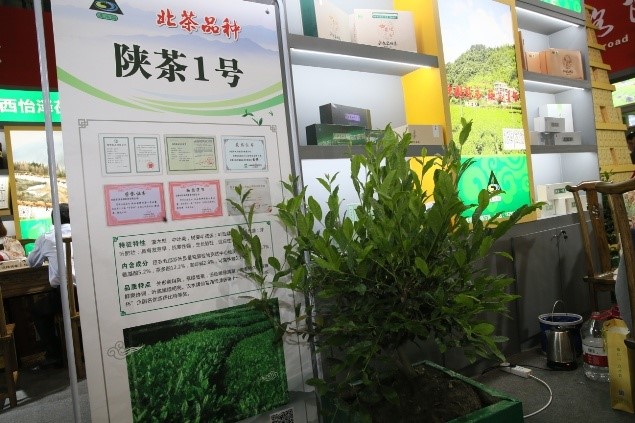 商洛富硒茶直播