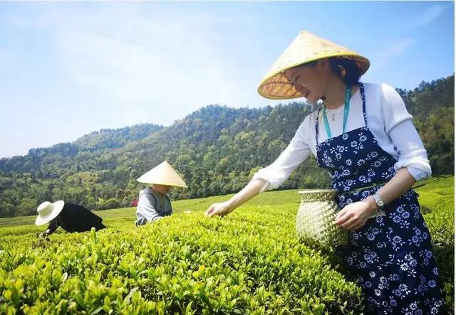 陕西银针富硒茶