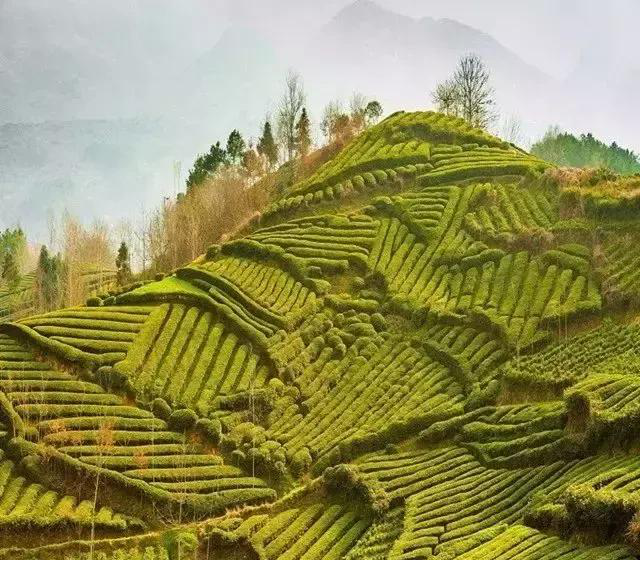 陕西银针富硒茶