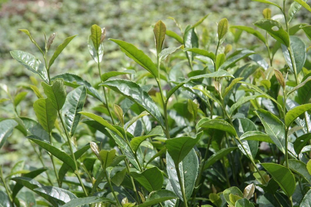 富硒茶生长特点