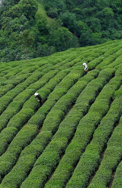 陕西银针富硒茶