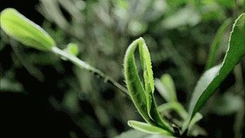 陕西银针富硒茶