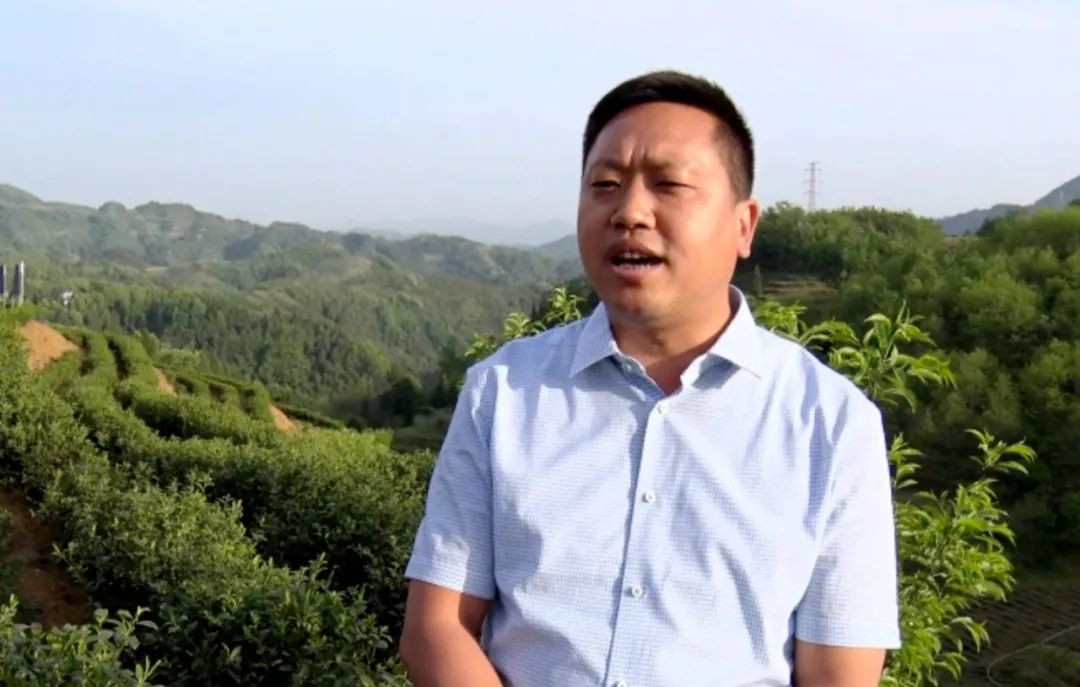 汉阴凤凰富硒茶