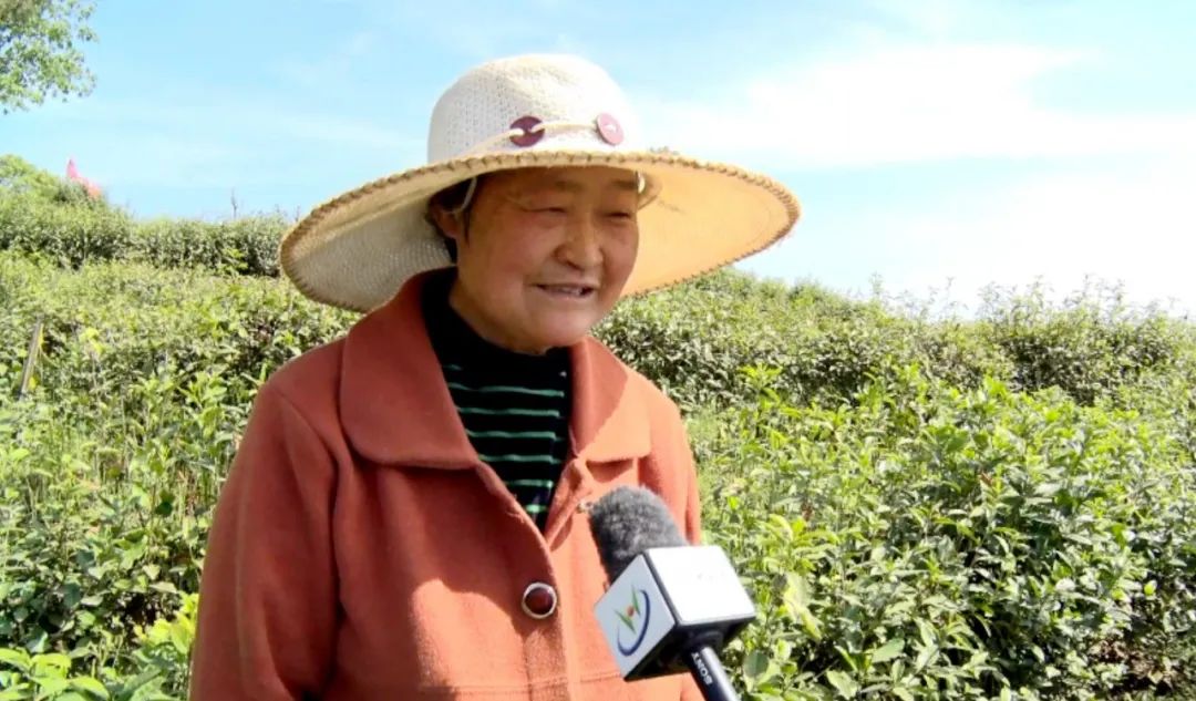 汉阴凤凰富硒茶