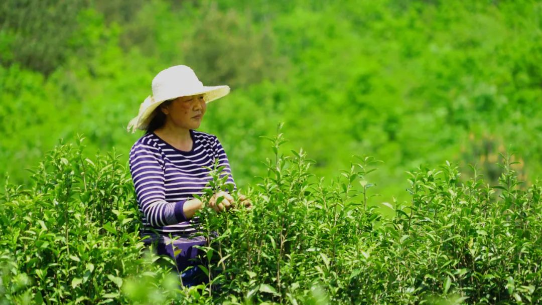 汉阴凤凰富硒茶
