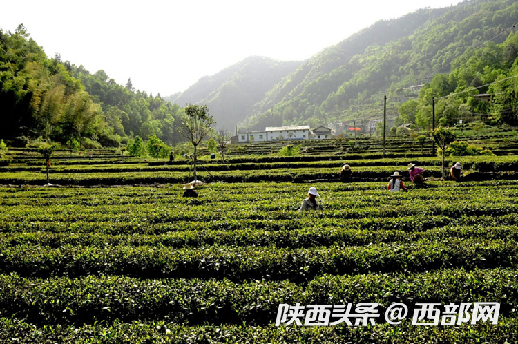 怎么辨认富硒茶