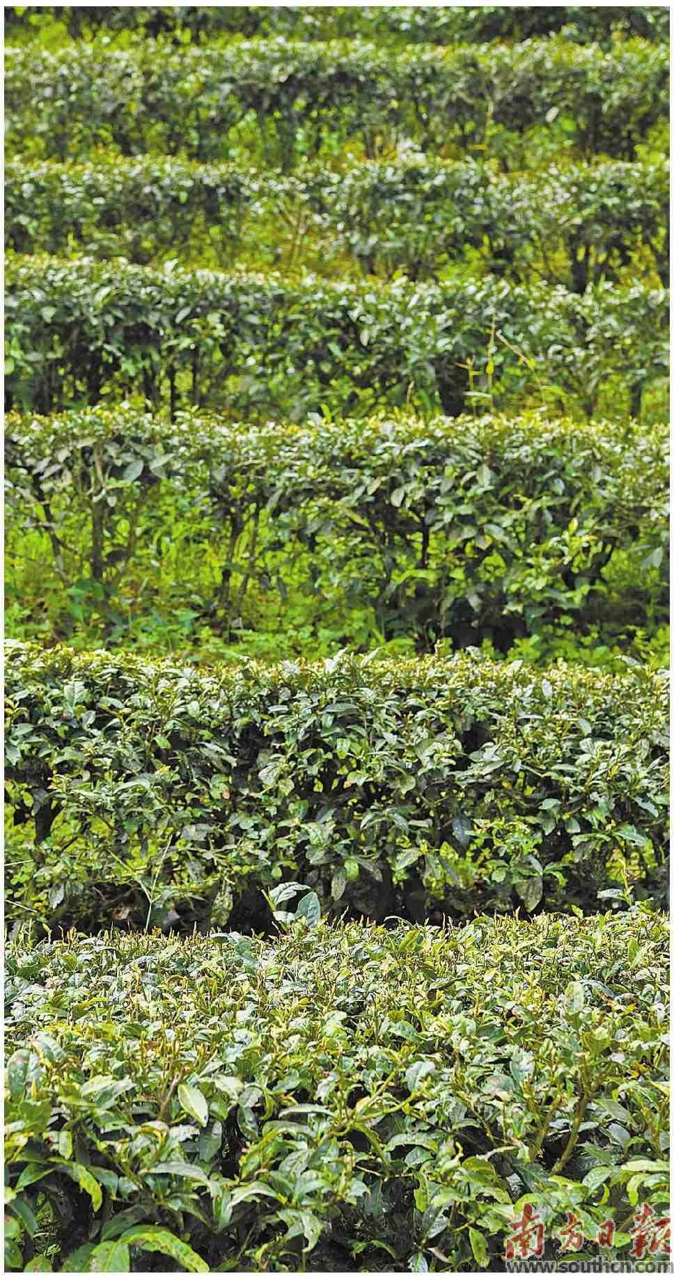 河北富硒茶加工