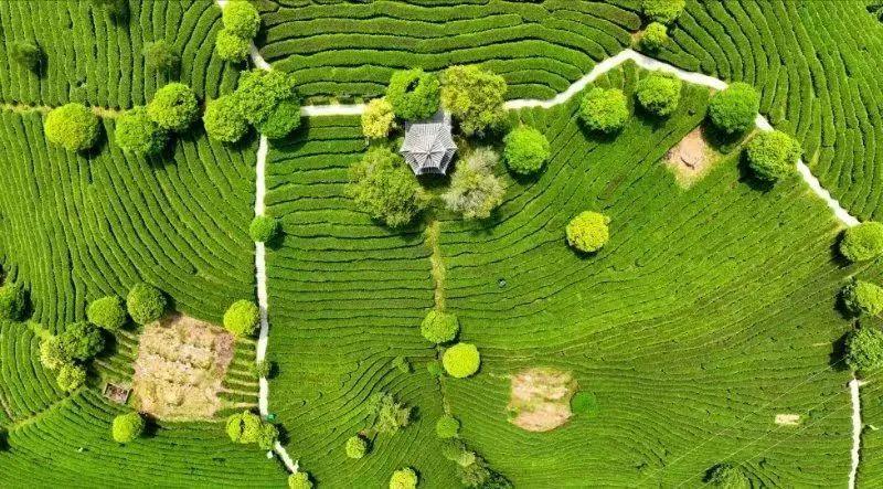 江西黄金富硒茶