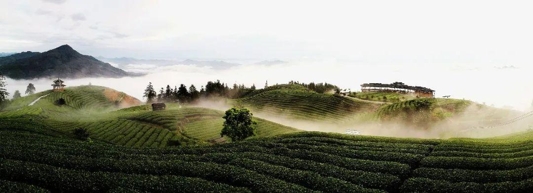 江西黄金富硒茶