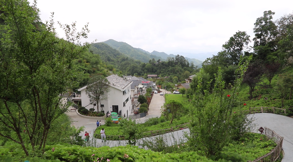 紫阳富硒茶直播