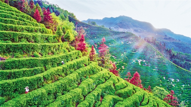 紫阳手工富硒茶