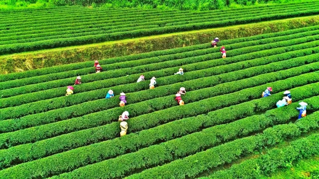 恩施毛峰富硒茶
