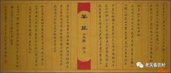安徽富硒茶玉露