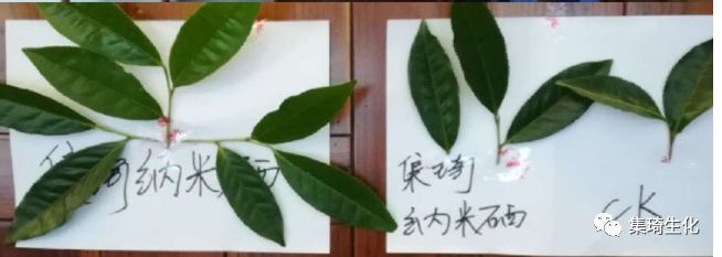 福建富硒茶产业