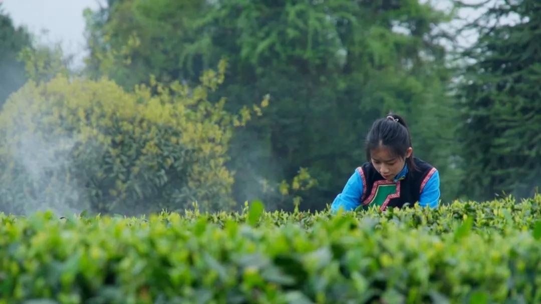 风冈富硒富锌茶