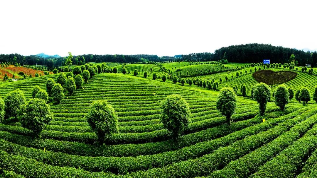 风冈富硒富锌茶