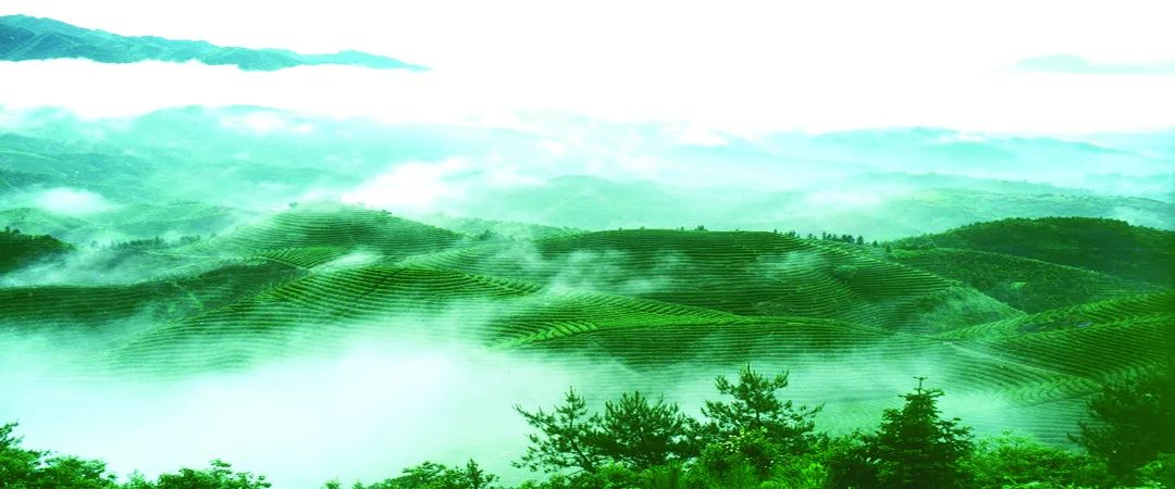 高山富硒有机茶