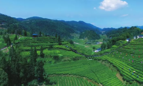 富硒藤茶是莓茶