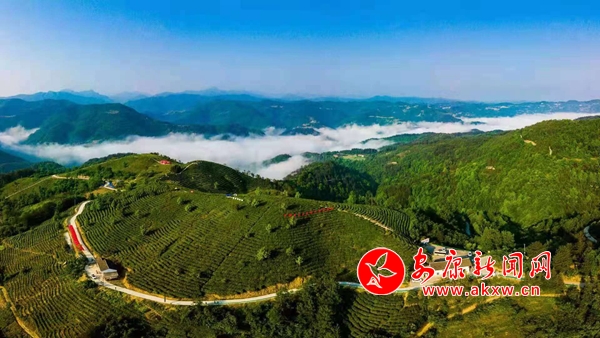 富硒茶为什么好