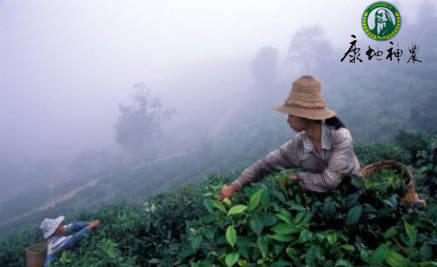 富硒有机茶红茶