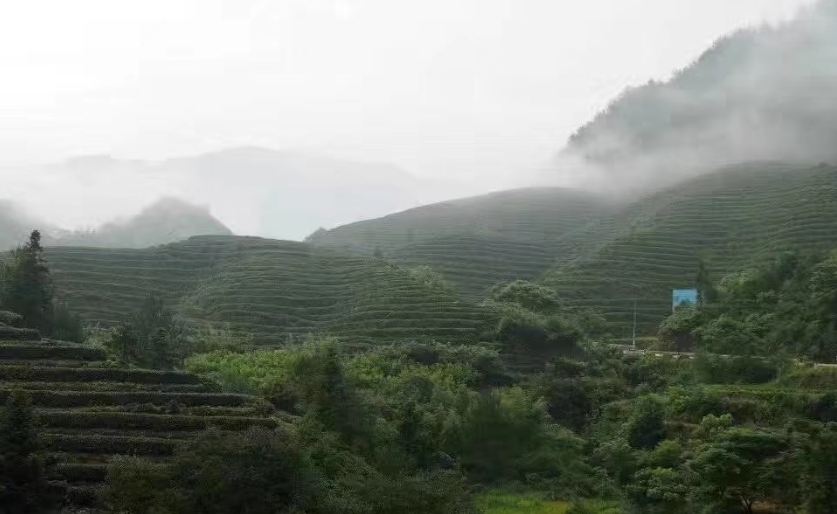 富硒莓茶降血糖