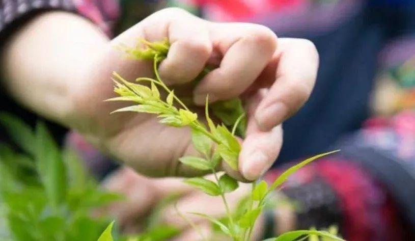 富硒莓茶降血糖