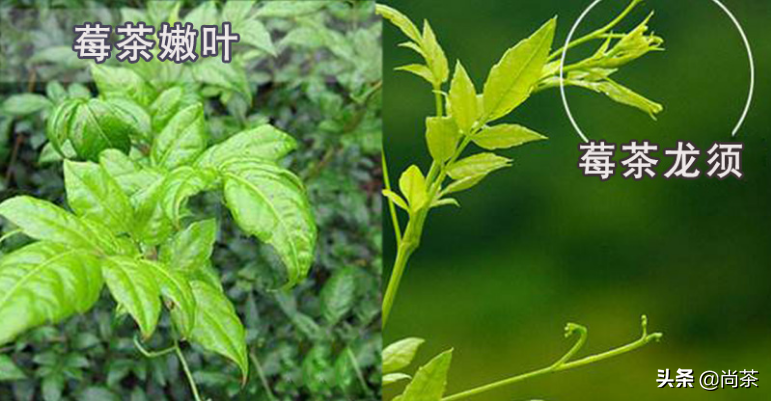 藤茶是富硒茶吗