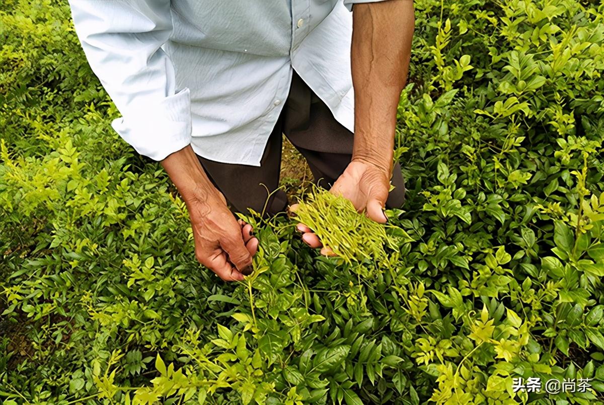 藤茶是富硒茶吗