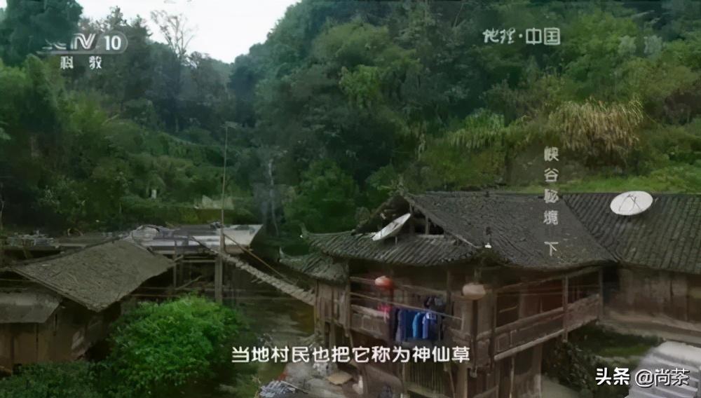 藤茶是富硒茶吗