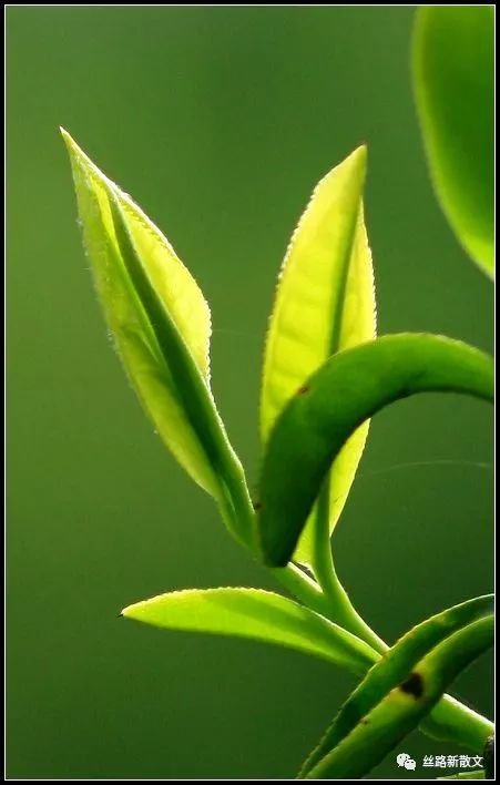 紫阳巴农富硒茶