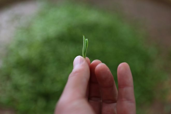 云坑富硒野生茶