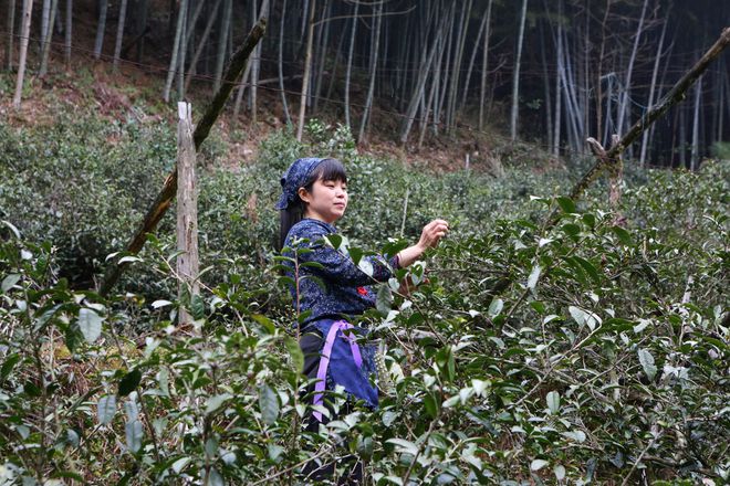 云坑富硒野生茶