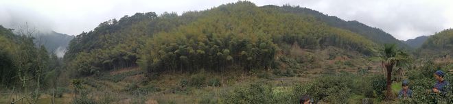 云坑富硒野生茶