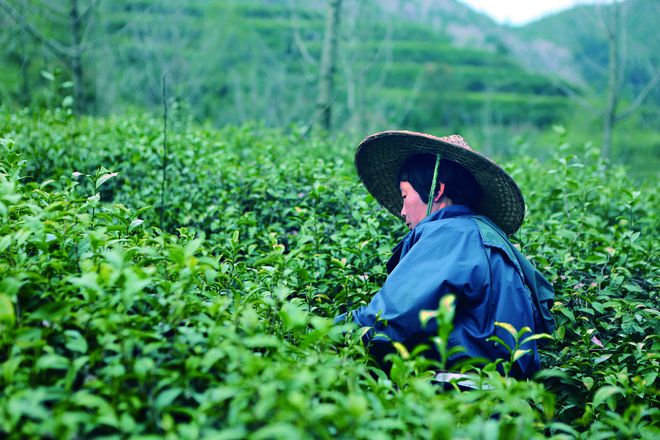 云坑富硒野生茶