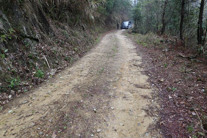 云坑富硒野生茶