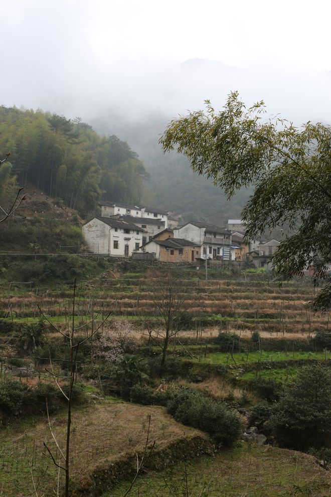 云坑富硒野生茶