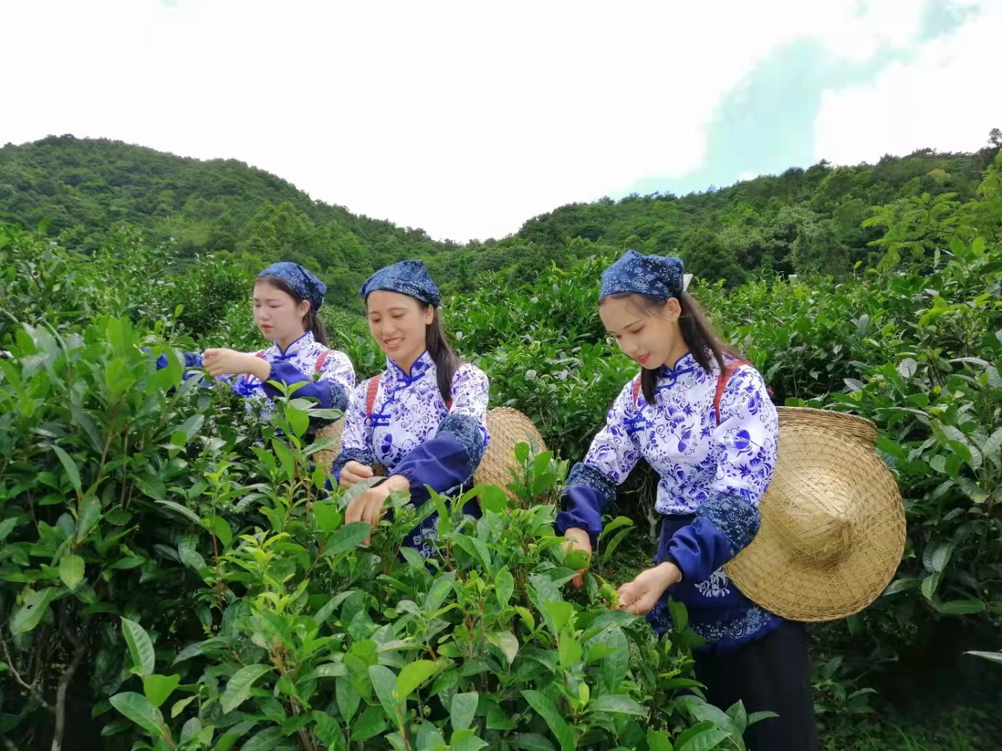 富硒毛坝茶价格