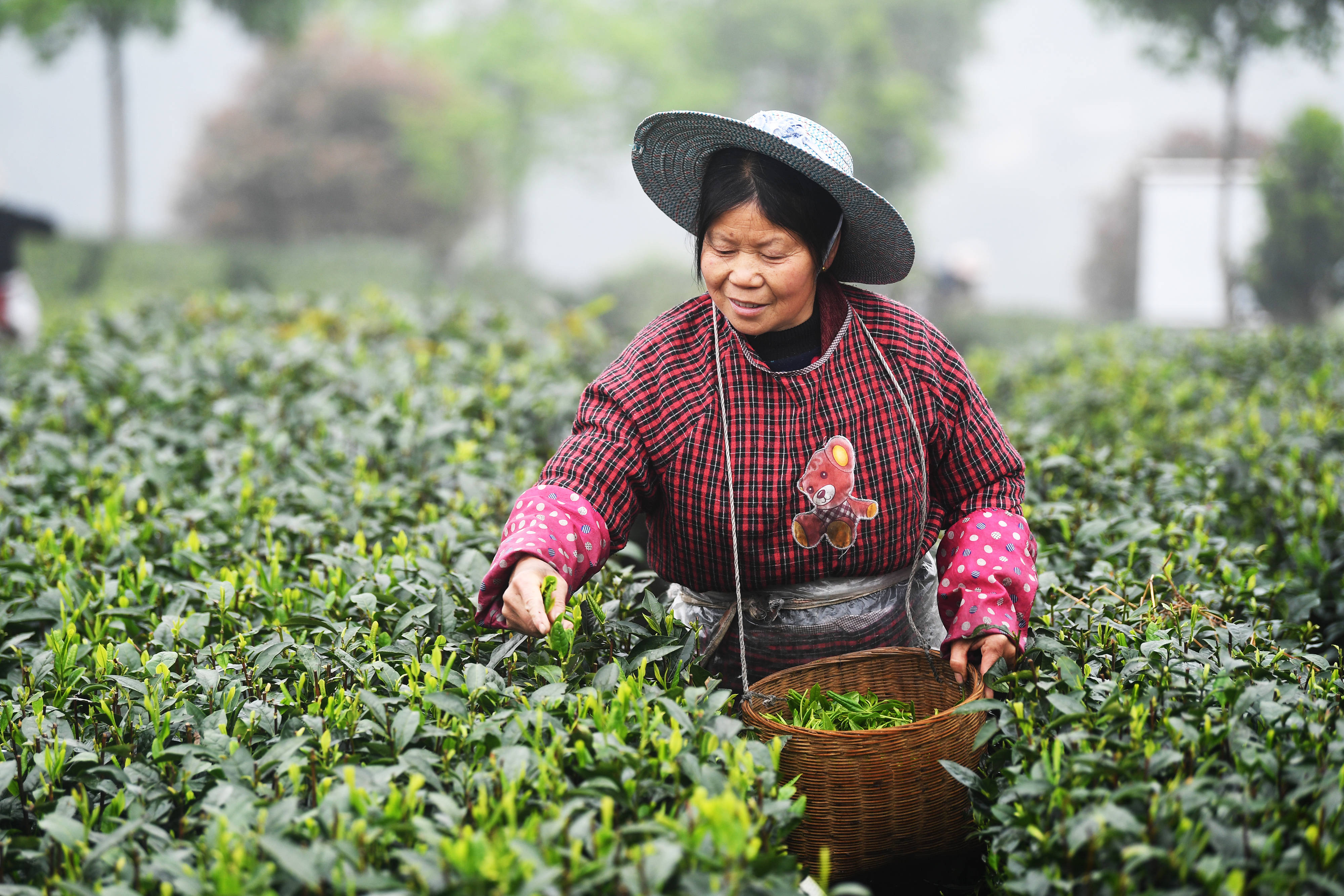 富硒毛坝茶价格