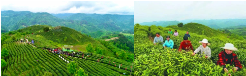 品悟非凡富硒茶