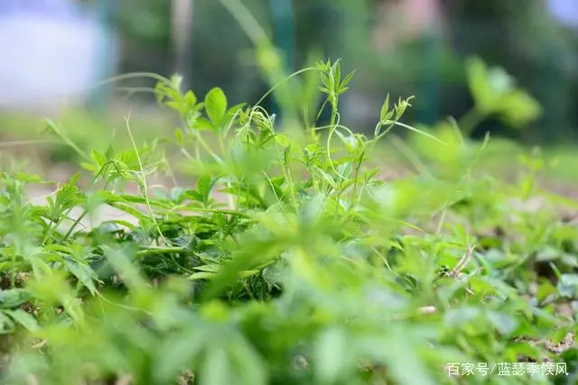 平利友缘富硒茶