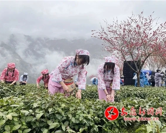 富硒茶有品牌吗