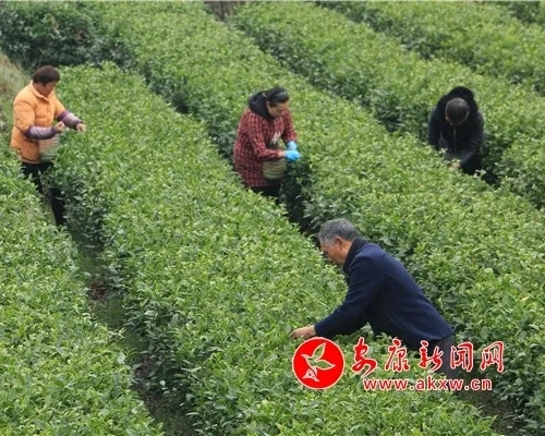 富硒茶有品牌吗